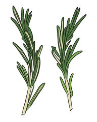 Fresh green rosemary sprigs. Isolated on a transparent background.