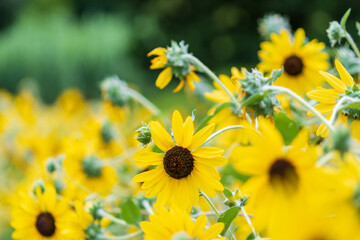 夏の日差しに咲くハナグルマの花畑