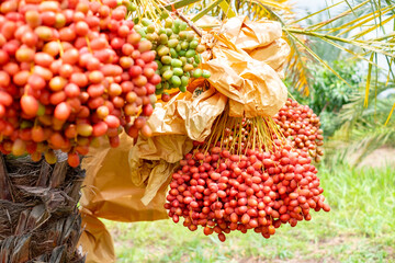 Fresh ripe red dates hanging in large clusters on a date palm tree, ready for harvest. Vibrant tropical farm scene with natural greenery in the background. Agriculture and organic fruit concept.