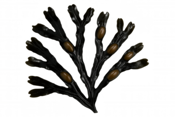 Close-up of fucus serratus, a brown alga, displaying its reproductive structures against a transparent background