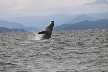 Humpback jumping out of water off the coast of Canada