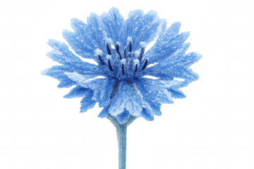 Frozen blue cornflower blooming, studio-captured winter blossom against transparent backdrop