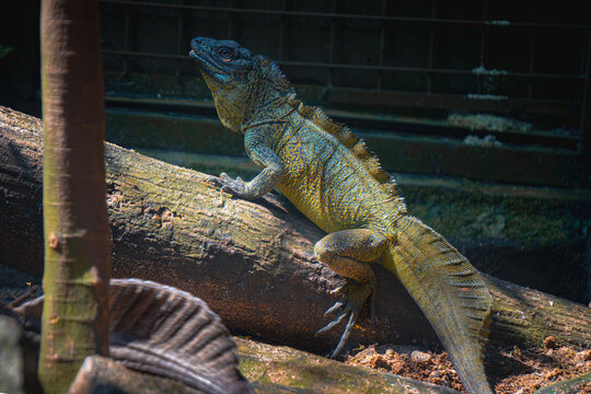 Close-up portrait of an Indonesian Sailfin Lizard / soa-soa(Hydrosaurus amboinensis), showcasing its impressive spiky dorsal crest and scaly skin.
