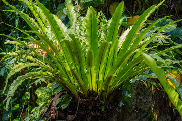 Obraz premium Bird's Nest Fern (Asplenium nidus) unfurl from its center, creating a lush, bowl-shaped tropical plant.