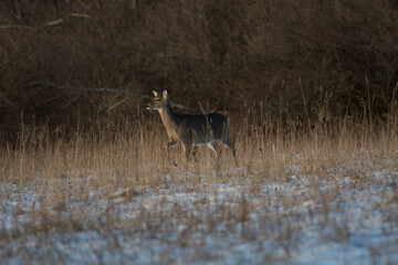Single deer standing in winter field with front leg raised