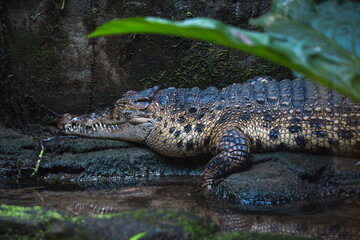 Saltwater Crocodile (Papuan Crocodile) lies partially hidden by foliage at the water's edge, its armored hide a perfect camouflage in the habitat.