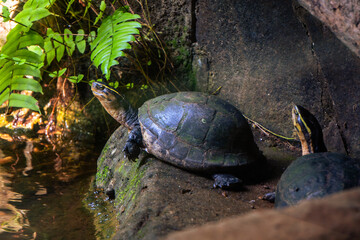 Southeast Asian Box Turtle sits peacefully at the water's edge, its dark, patterned shell contrasting with the lush green leaves in its habitat.