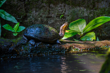 Turtles rest near a calm pond, one on land and one in the water, creating a peaceful scene of reptile life amidst lush green foliage.