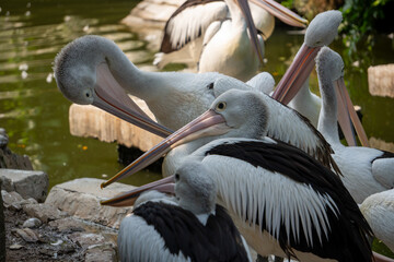 Close group of pelicans resting together on a rocky riverbank, showing social bonding behavior in a peaceful natural setting.