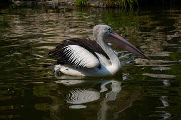 Pelican glides effortlessly across the green-tinged pond, leaving soft ripples in the water beneath the golden afternoon sun.