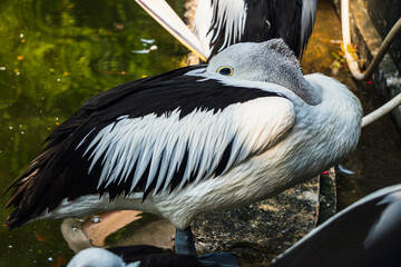 Pelican nestles its head into its back feathers beside a peaceful pond, embodying restfulness and serenity in its habitat.