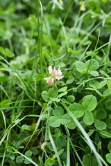 A close-up of clover surrounded by thick green grass on a lawn. Perfect for themes related to nature, botany, ecology, and outdoor activities.