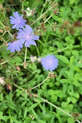 The image captures the delicate details of the flower petals and natural environment, making it ideal for nature, botanical, or summer-themed projects.
