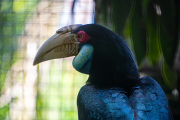 Knobbed Hornbill, focusing on its large, pale beak and the dark, glossy feathers around its expressive eye.
