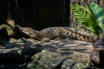 Crocodile basks in the warm sun on a bed of rocks, absorbing heat and resting motionless, a perfect example of a cold-blooded predator.