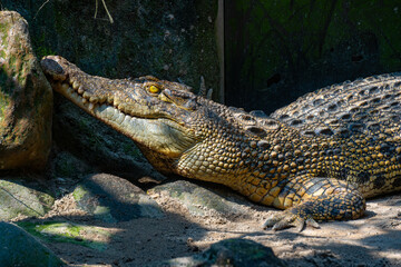Large crocodile rests on the sand with its mouth slightly agape, a behavior used for cooling, showcasing its powerful jaw and sharp teeth.