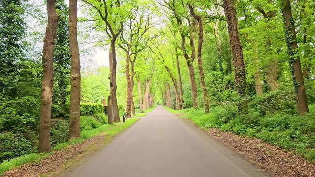 Road in forest captured with forward motion as moving video. Nature and trees passing by.