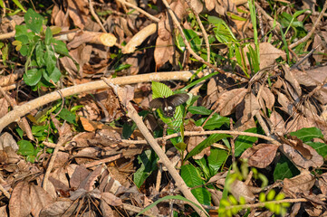 Butterfly on green foliage against stone wall background — summer nature macro photography