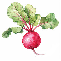 radish watercolor illustration isolated on white background. Food clipart
