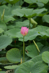 Pink Lotus Bud Among Lush Green Leaves in Pond