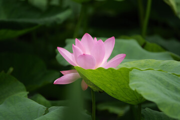 Obraz premium Pink Lotus Blossom Against Lush Green Lotus Leaves