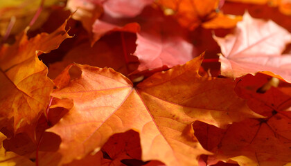 Fototapeta premium Autumn Maple Leaves Background.