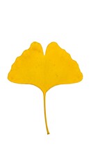 Naklejka premium Golden Ginkgo: Autumn's Gentle Farewell