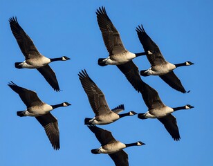 Geese in flight against a clear blue sky