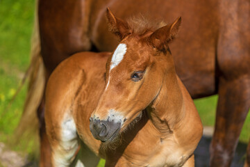 Fohlen - Pferd - Haflinger - Reiten - Jung © Dominik Ultes