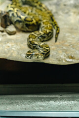 Burmese Python Coiled in Tank