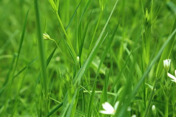Green spring meadow with dense grass wildflower vegetation