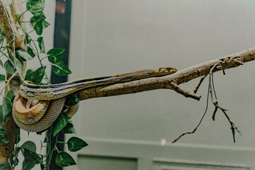Snake on Branch Display (Terrarium)