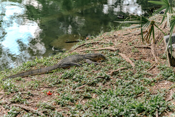 Monitor Lizard Resting by Bangkok Pond