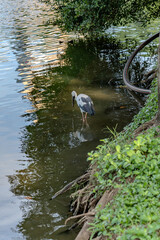 White Stork Walking in Bangkok Pond
