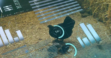 Fotobehang Eieren Displaying holographic charts around black chicken in barn on straw floor, with scattered eggs  © vectorfusionart