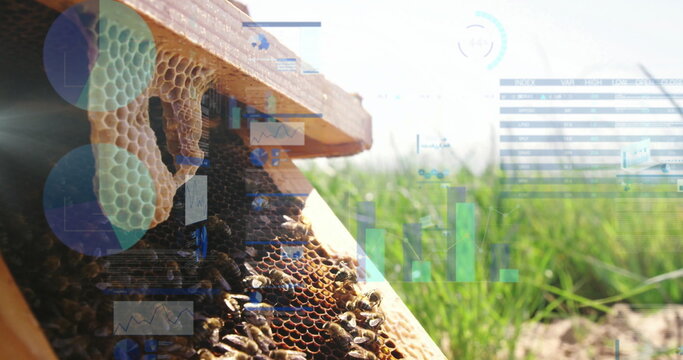 Displaying beehive frame showing bees covering honeycomb cells in apiary with metrics, copy space