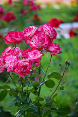Beautiful pink rose blooming in a garden. Close-up of delicate petals with natural sunlight and soft focus background. Ideal for floral design, romantic themes, spring, or nature concepts.