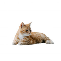 Obraz premium A calm orange tabby cat lying gracefully on a white isolated background, showcasing its distinct stripes and serene demeanor.