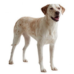 Obraz premium A cheerful dog standing proudly, displaying its speckled fur and playful demeanor against a white isolated background.