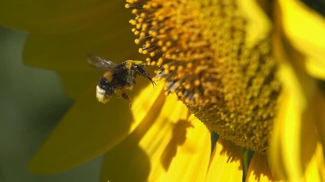 Bumblebee hovering in front of a sunflower. many pollen. pollination  agriculture