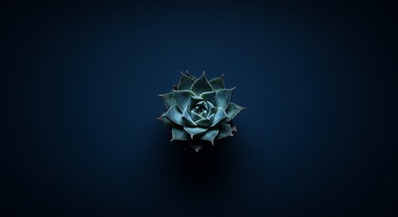 A solitary succulent plant with rosette leaves against a dark blue background