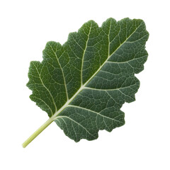 A detailed close-up of a vibrant green leaf showcasing its intricate texture and veining against a white isolated background.