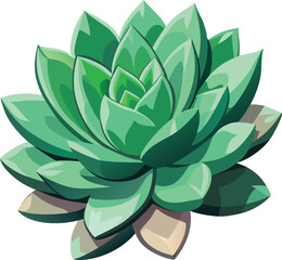 Succulent