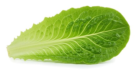 Crisp Romaine, Perfectly Formed