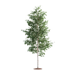 Obraz premium A lush green tree with a full canopy and sturdy trunk, perfect for landscaping or nature-themed designs, showcasing vibrant leaves against a clean white background.