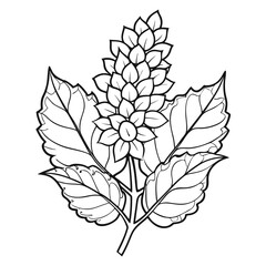  mahonia japonica flower line art on white background