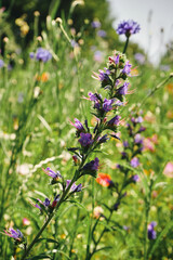Żmijowiec zwyczajny ,Echium vulgare L.,łąka,kwiat