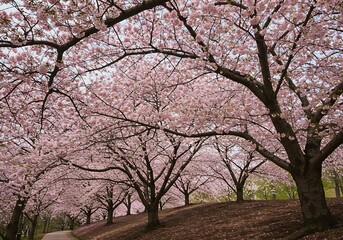 Obraz premium 桜の回廊、春の息吹