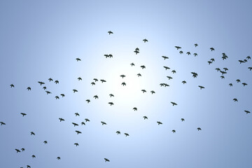Flock of birds against sky flies away to warmer climes