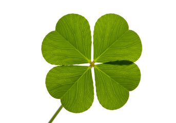 Perfect four-leaf clover on white background.